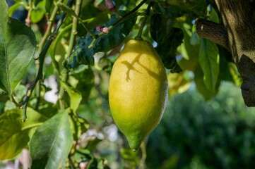 Ripe yellow lemons hanging on a tree in Asturias, North of Spain with the leaves in the garden