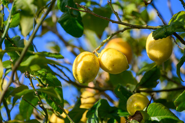 Ripe yellow lemons hanging on a tree in Asturias, North of Spain with the leaves in the garden