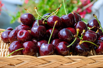 New harvest of fresh ripe dark red cherry berry in Provence, France close up