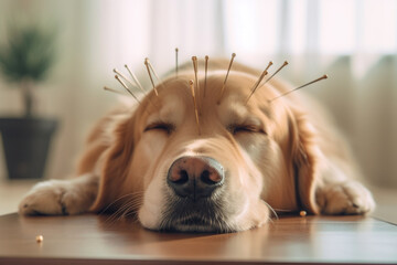 Golden retriever puppy undergoing acupuncture treatment - obrazy, fototapety, plakaty