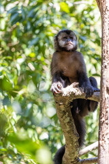 Monkey in a tree of the lush rain forest of the national park Iguazu Falls, one of the new seven natural wonders of the world - traveling and exploring South America and its wildlife