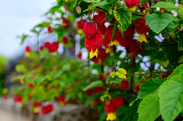 Callianthe megapotamica, trailing abutilon flowering plant species of Abutilon native to Argentina, Brazil and Uruguay