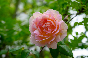Blossom of pink rose flowers growing in castle garden in Provence, France, in sunny day