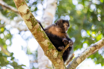 Monkey in a tree of the lush rain forest of the national park Iguazu Falls, one of the new seven...