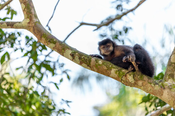 Monkey in a tree of the lush rain forest of the national park Iguazu Falls, one of the new seven natural wonders of the world - traveling and exploring South America and its wildlife