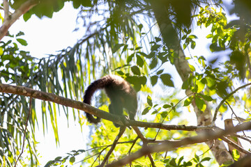 Monkey in a tree of the lush rain forest of the national park Iguazu Falls, one of the new seven...