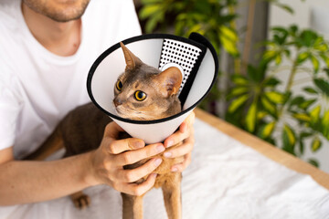 A caring owner gently strokes his blue Abyssinian domestic cat wearing an cone for protection and...