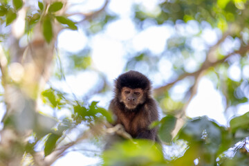Monkey in a tree of the lush rain forest of the national park Iguazu Falls, one of the new seven...
