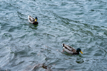 Mallard duck, mallard female with little ducklings in living nature on the river. Breeding season...