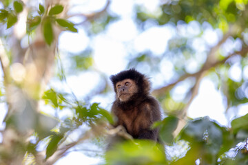 Monkey in a tree of the lush rain forest of the national park Iguazu Falls, one of the new seven...