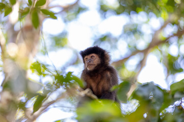 Monkey in a tree of the lush rain forest of the national park Iguazu Falls, one of the new seven...