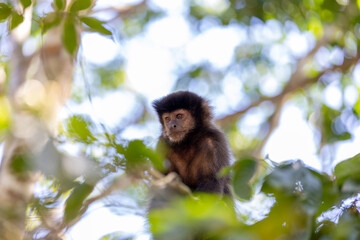 Monkey in a tree of the lush rain forest of the national park Iguazu Falls, one of the new seven...