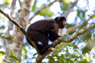 Monkey in a tree of the lush rain forest of the national park Iguazu Falls, one of the new seven natural wonders of the world - traveling and exploring South America and its wildlife