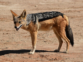Black-backed Jackal