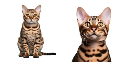 bengal cat on transparent background