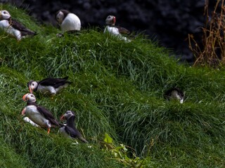 Puffins on a cliff, Vik, Iceland