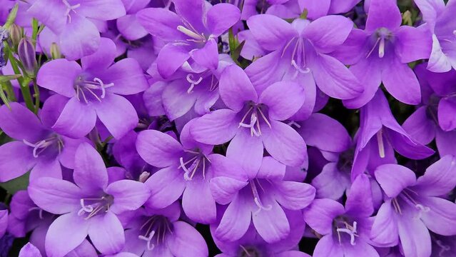 Campanula bell flowers or Bluebell flowers or Portenschlag bell