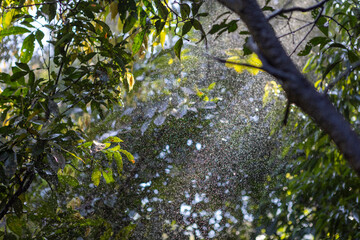 Rain drops in the sun twinkling through the leaves of of the lush rain forest of the national park Iguazu Falls, one of the new seven natural wonders of the world - traveling South America 