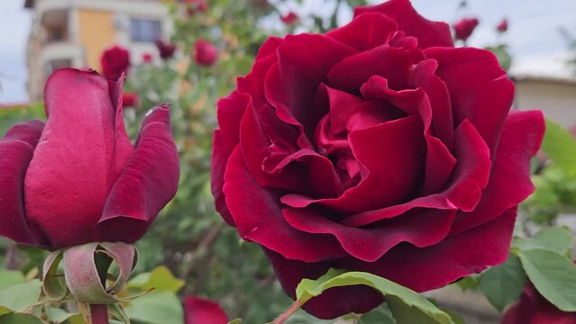 Rose bush with beautiful dark red or burgeon flowers in Bulgaria