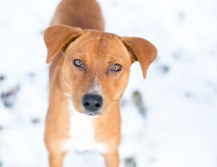 A young Terrier mixed breed dog standing in the snow