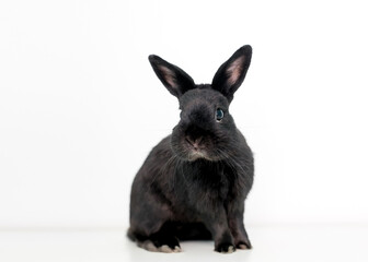 A black Dwarf mixed breed pet rabbit sitting
