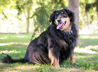 An overweight Australian Shepherd mixed breed dog