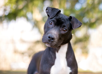 A Pit Bull Terrier puppy listening with a head tilt
