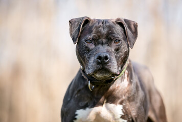 A senior Pit Bull Terrier mixed breed dog