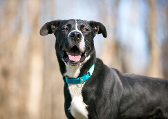 A Retriever mixed breed dog with a relaxed expression