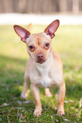 A small purebred Chihuahua dog outdoors