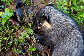Coati searching for food in the lush rain forest of the national park of Iguazu Falls, one of the new seven natural wonders of the world - traveling and exploring South America and its wildlife