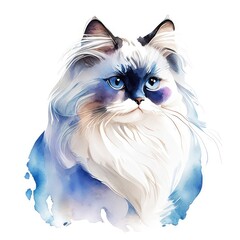 persian cat with blue eyes and feathers