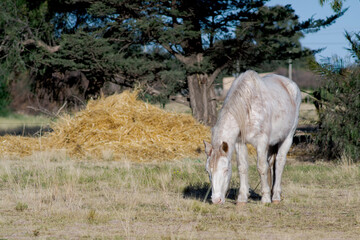 light brown mare grazing next to a pile of hay