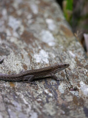 Close up of lizard on wood