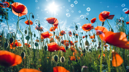 Obraz premium Flowering red poppies with green buds, capsules, and soap bubbles, against the blue sky. Generative AI technology.