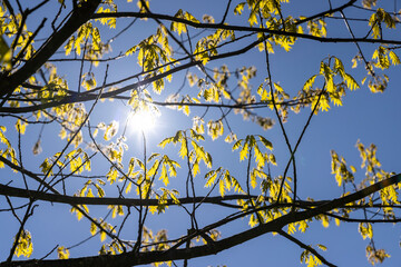 young oak foliage and flowers in the spring season