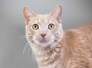 A buff tabby shorthair cat with a wide eyed expression