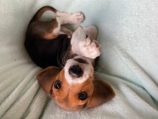 Beagle puppy dog