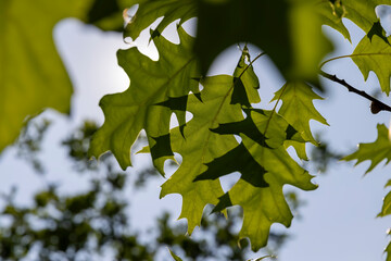 oak with green foliage in summer, beautiful oak