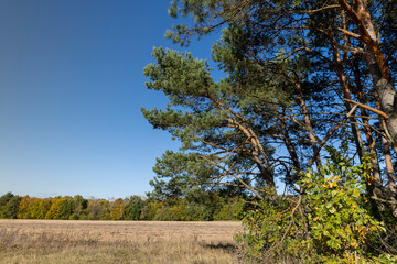 Autumn forest with trees during leaf fall