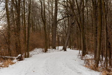 Snow And Tracks On The Sunny Local Trail In January In Wisconsin
