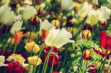Obraz na płótnie Canvas Yellow and white tulip flowers