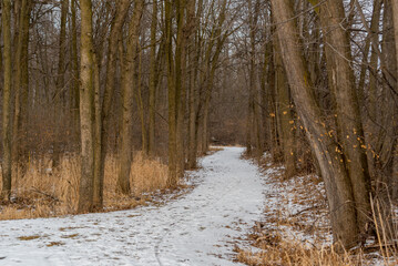 Snow And Tracks On The Sunny Local Trail In January In Wisconsin