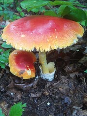 Large Amanita Jacksonii