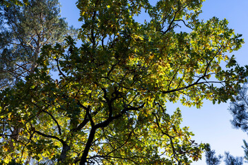 Fototapeta na wymiar Oak tree in autumn leaf fall in sunny weather