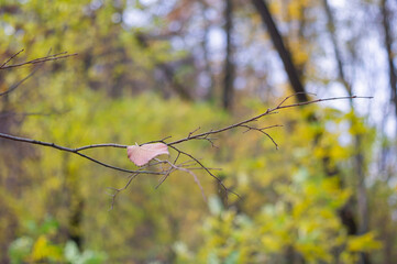 Last leaf. Autumn background. Yellow leaves. Park time of year.