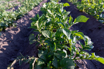 the green tops of a potato field in spring at sunset