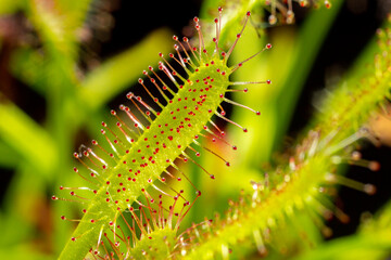 Carnivorous plant Drosera capensis, known as Cape sundew in selective focus.