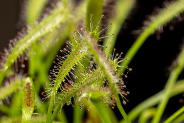 Carnivorous plant Drosera capensis, known as Cape sundew in selective focus.
