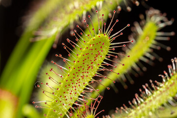 Carnivorous plant Drosera capensis, known as Cape sundew in selective focus.